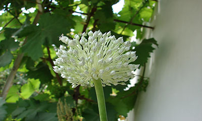 gradina